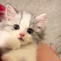 飼い主さんに抱っこされるてん君