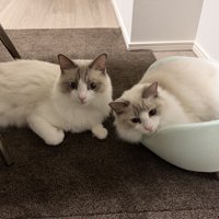 ペット用ベッドの上に乗る猫と、その隣でくつろぐ猫