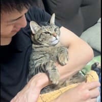 人に抱かれている猫