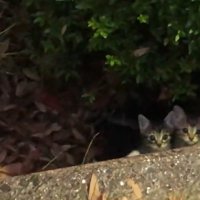 顔を出す2匹の子猫