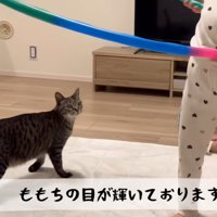 フラフープに興味を持つ猫