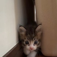 きょろきょろしている子猫