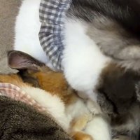 猫に毛づくろいをしている猫
