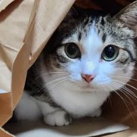 室内にいる猫