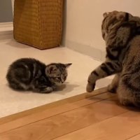 向かい合う2匹の猫