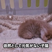 テロップ「依然として元気がない子猫」