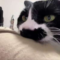 飼い主の服を噛む猫