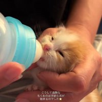 ミルクを飲む子猫