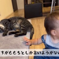 赤ちゃんと寝ている猫