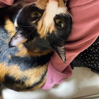 人間にしがみつく三毛猫