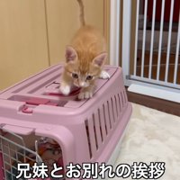 キャリーの上に乗る子猫
