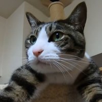 猫の顔のアップ