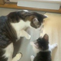かがむ先住猫と立ち上がる子猫
