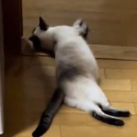 寝転がる猫
