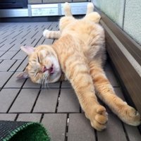 ベランダで気持ちよさそうに寝ている茶トラ