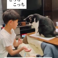 宿題の邪魔をする猫