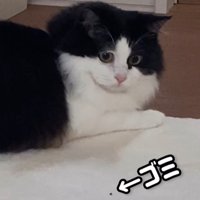 目の前の黒いゴミを見つめる猫