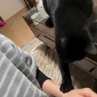 撫でられている猫と飼い主の手をとめようとする黒猫