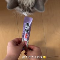 おやつの前にいる猫
