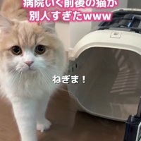 キャリーケースと猫