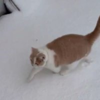 雪の上を歩く猫