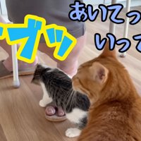 テロップ「ガブッ」