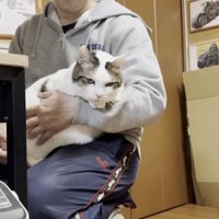 膝の上でくつろぐ猫の写真1