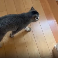 歩く猫