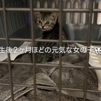 ケージの中で不安そうな子猫