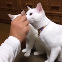 おやつをもらうカラフルな首輪の猫