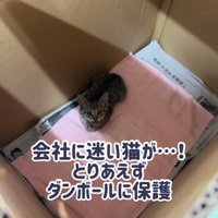箱の中で鳴いているキジトラ柄の子猫