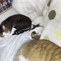 ベッドで寝ている3匹の猫