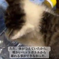 ペットボトルにくっつく子猫の背中