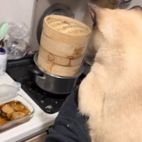 肩に手をかける猫