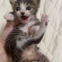 鳴いている子猫