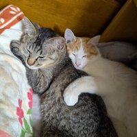 キジトラと茶白がくっついて寝ている1