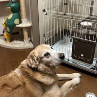 ケージの子猫を見守る大型犬