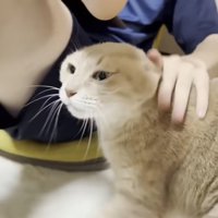 お耳を後ろに倒された猫ちゃん