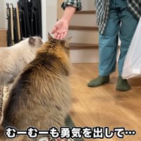 人の手に近づく2匹の猫