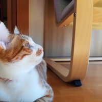 見上げる子猫