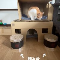 チェックする猫