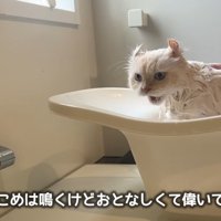 おとなしくて偉いです