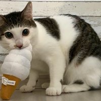 ソフトクリームのおもちゃをくわえた猫