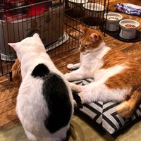 ストーブ前の二匹の猫