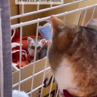 ケージの中の子猫を見る猫