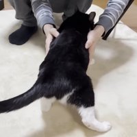 起こされる猫