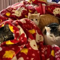ベッドの上にいる猫