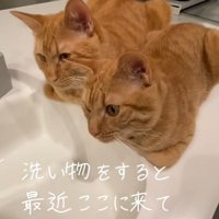 洗い場のそばに香箱座りしている2匹の猫
