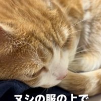 寝る猫