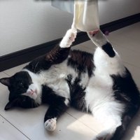 カーテンに引っかかっている猫を見て笑う女性